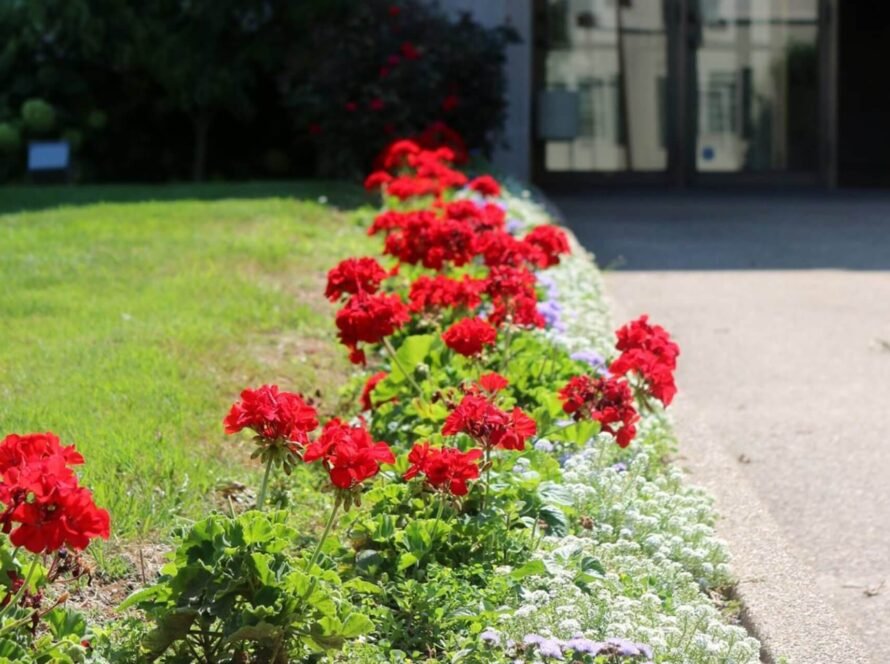 Red flowers on walkway to church