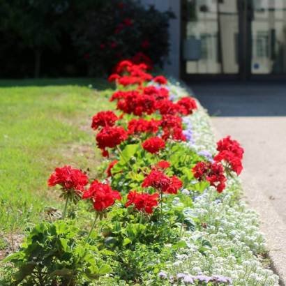 Red flowers on walkway to church