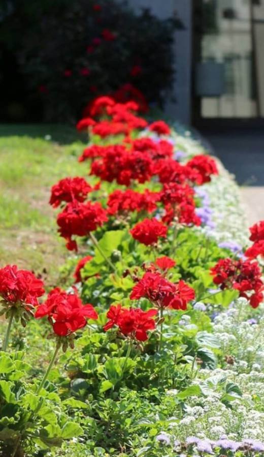 Red flowers on walkway to church
